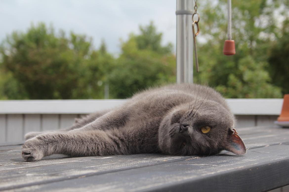 Blanding af racer Shivas  billede 9