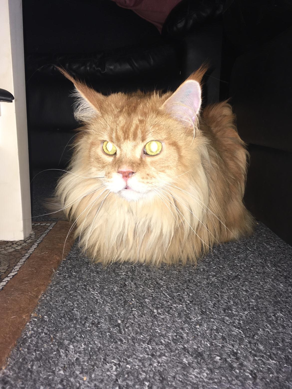 Maine Coon Rovdyret's Obelix kælenavn Peter billede 1