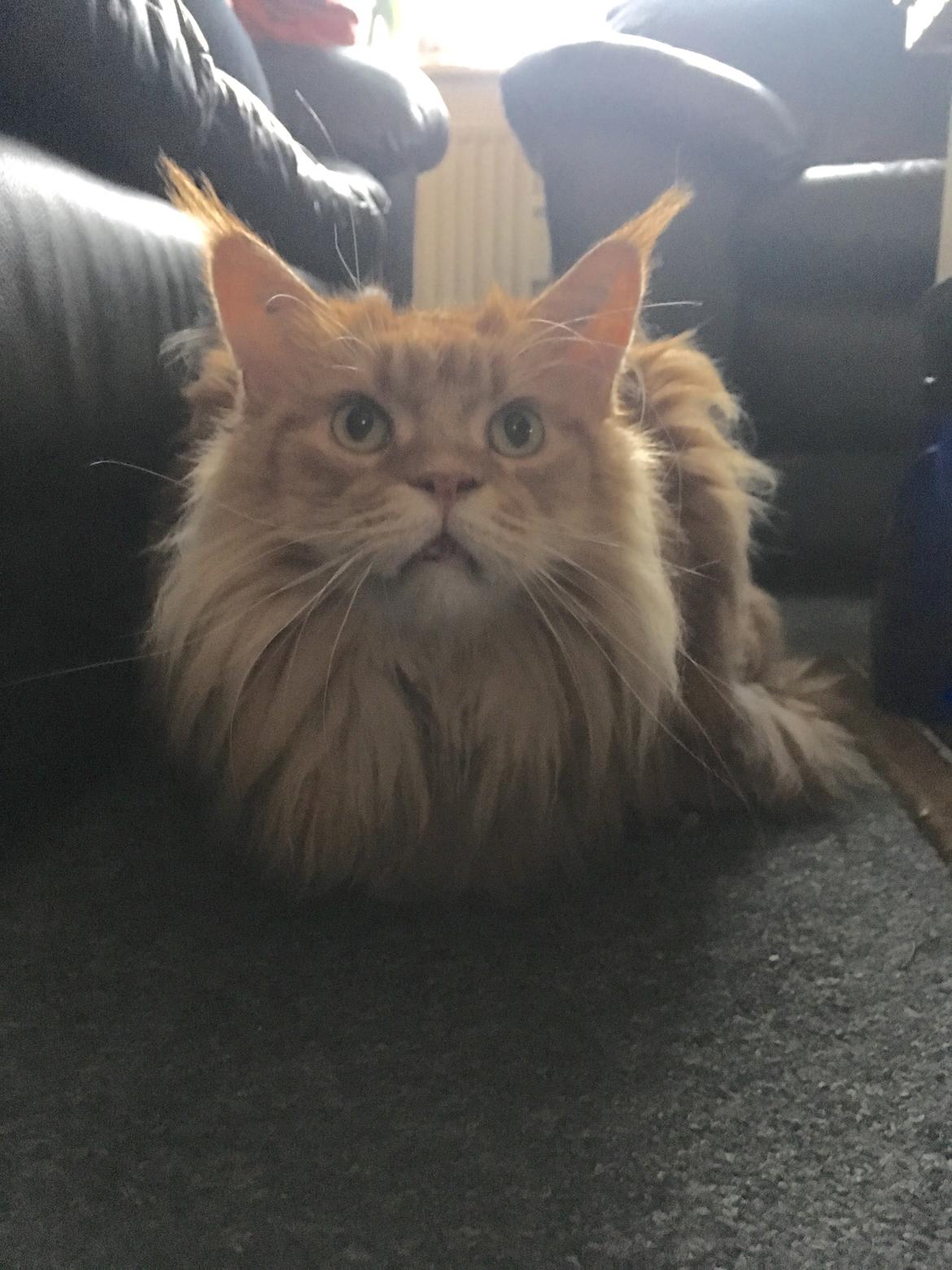 Maine Coon Rovdyret's Obelix kælenavn Peter billede 2