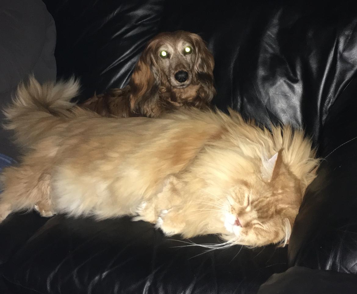 Maine Coon Rovdyret's Obelix kælenavn Peter - Tror hun er min kærste billede 5