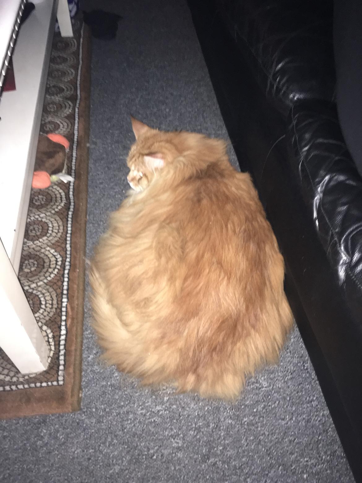 Maine Coon Rovdyret's Obelix kælenavn Peter billede 3