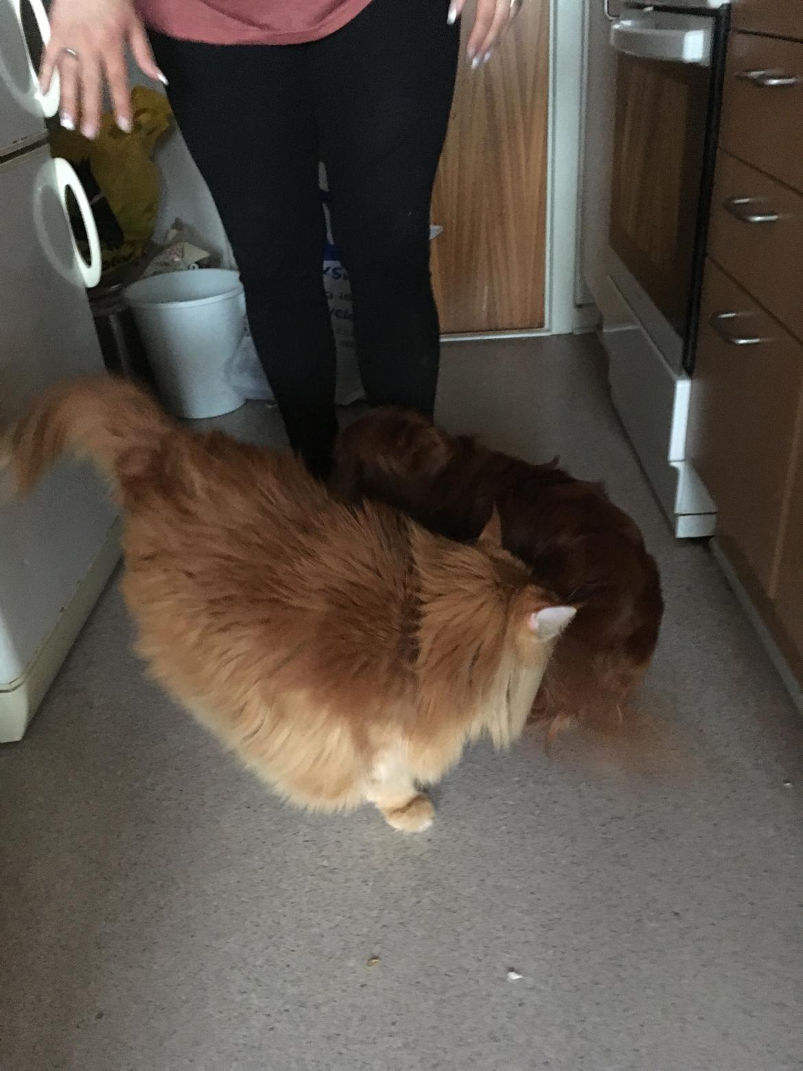 Maine Coon Rovdyret's Obelix kælenavn Peter billede 4