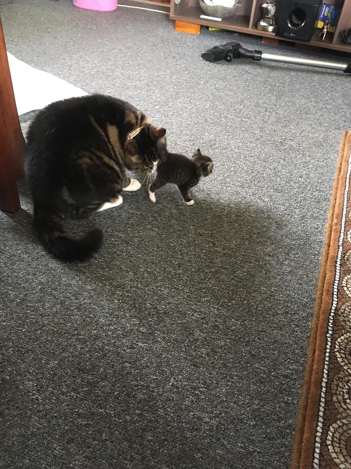 Blanding af racer Taigo - Hygger med de små killinger  billede 3