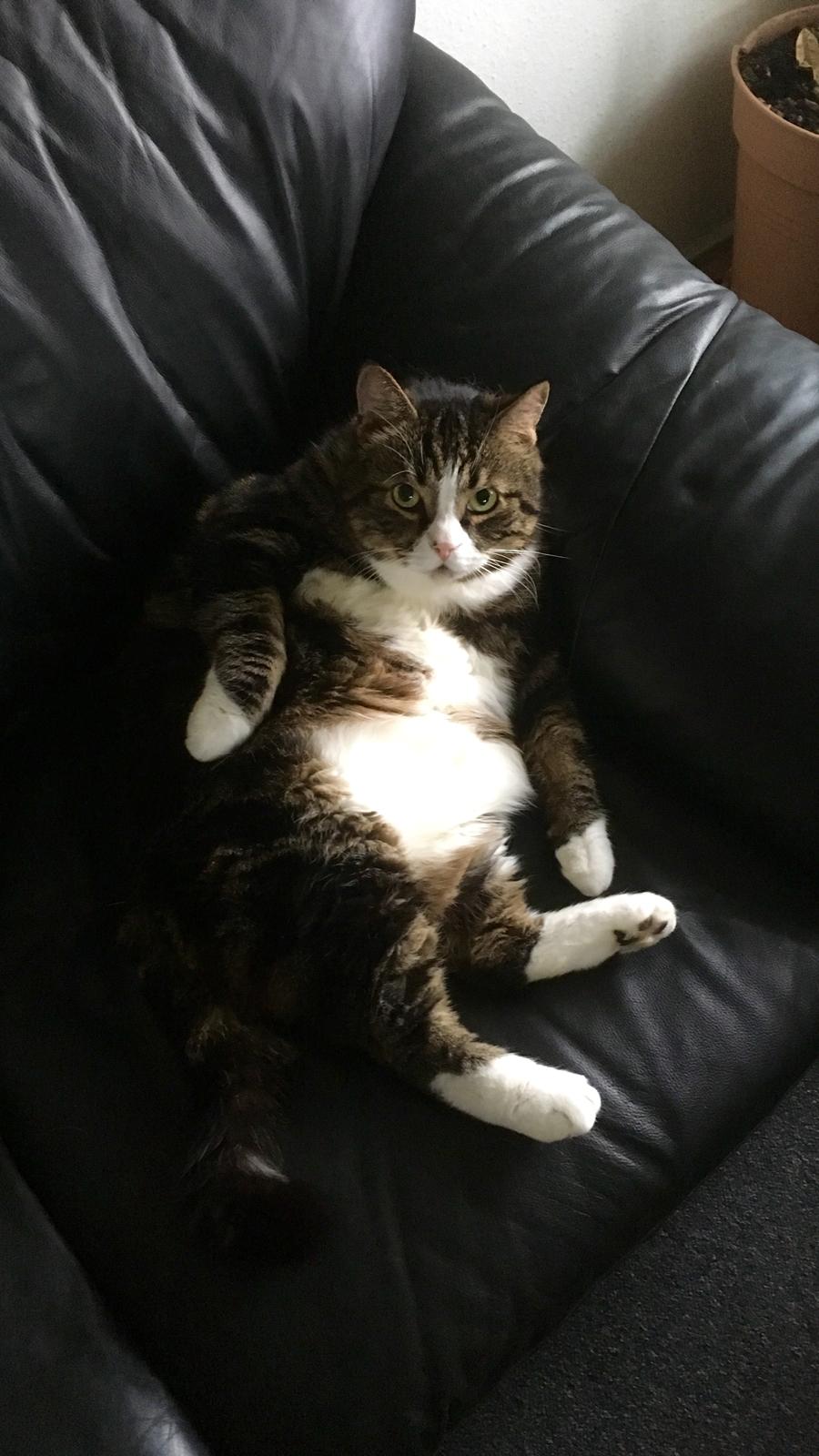 Blanding af racer Taigo - Ligger lige og feder den billede 1