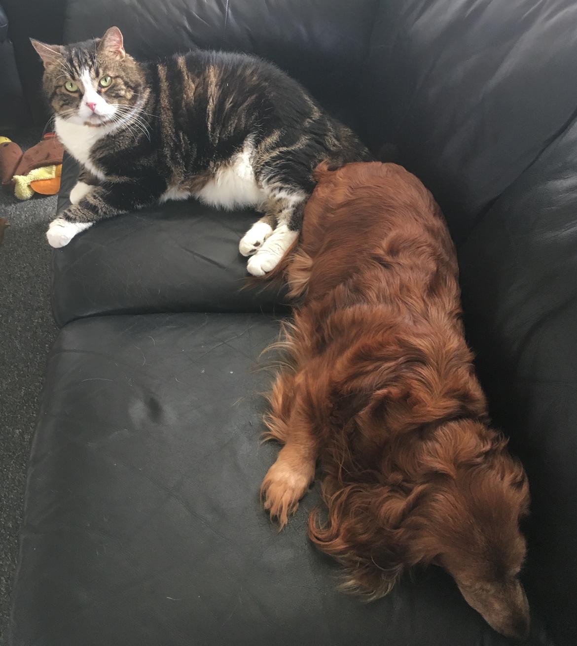 Blanding af racer Taigo billede 2