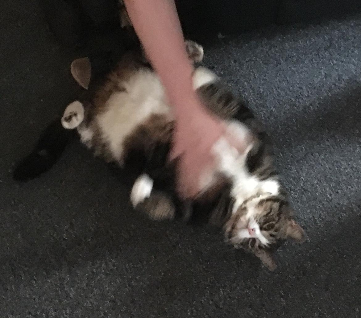 Blanding af racer Taigo billede 8