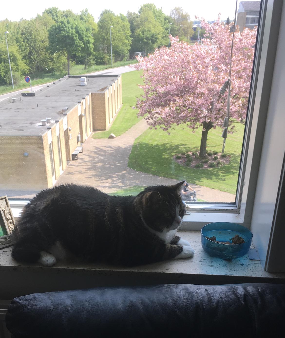 Blanding af racer Taigo billede 11