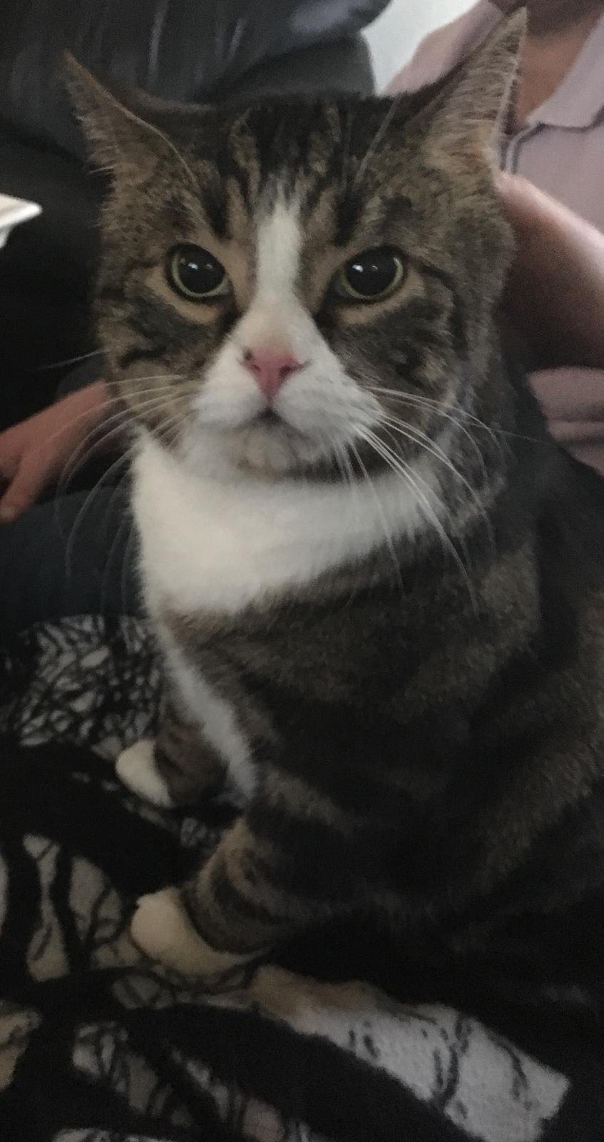 Blanding af racer Taigo billede 9