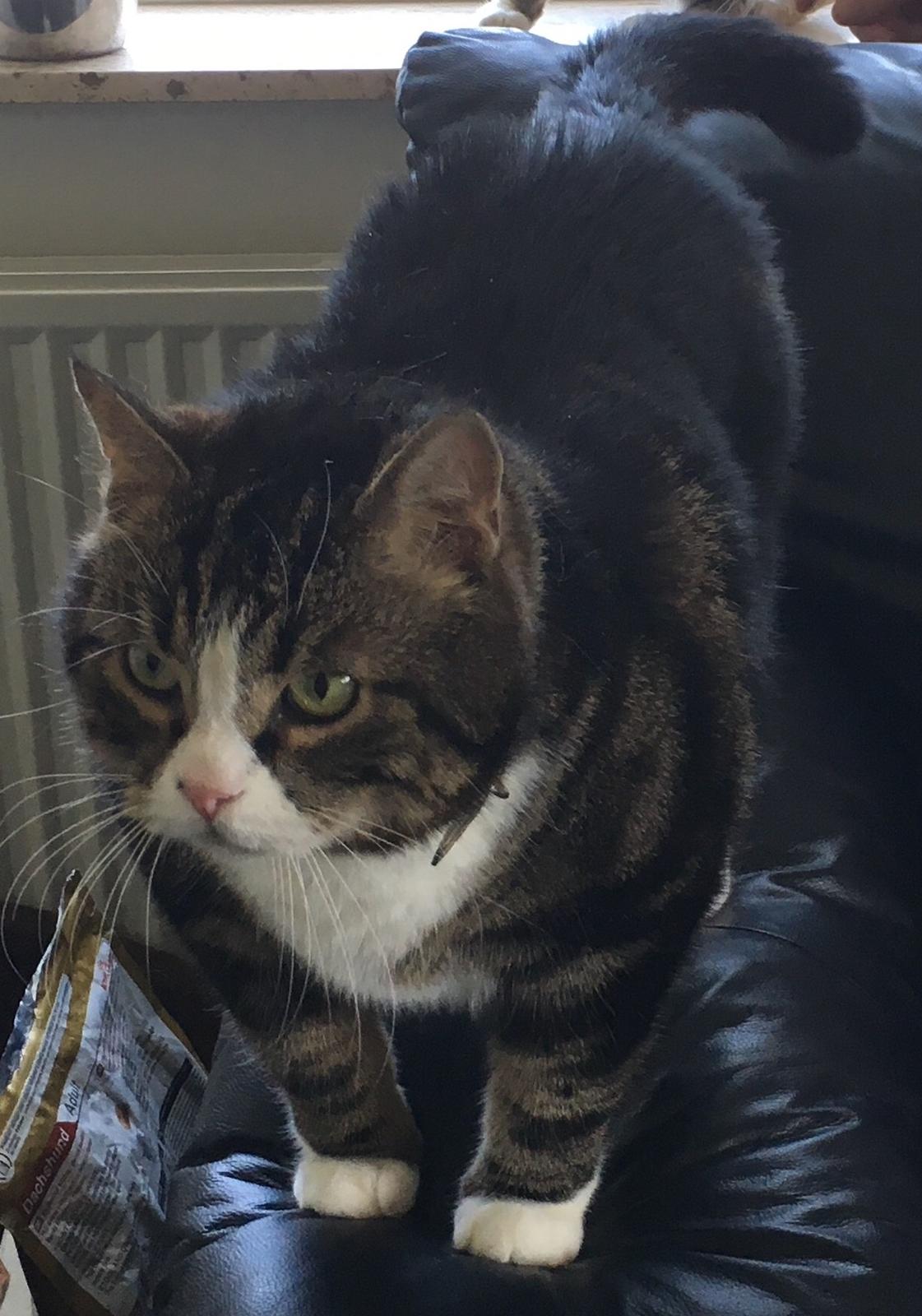 Blanding af racer Taigo billede 6