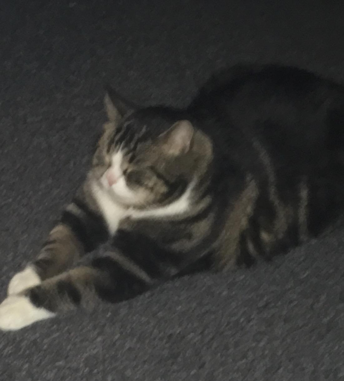 Blanding af racer Taigo billede 7