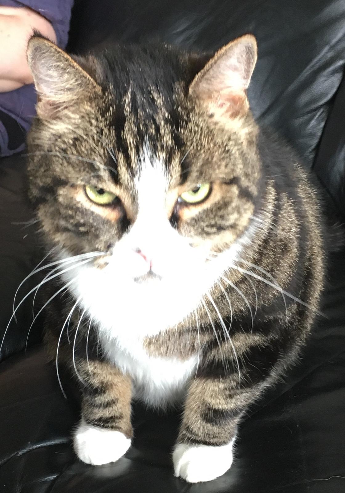 Blanding af racer Taigo billede 4