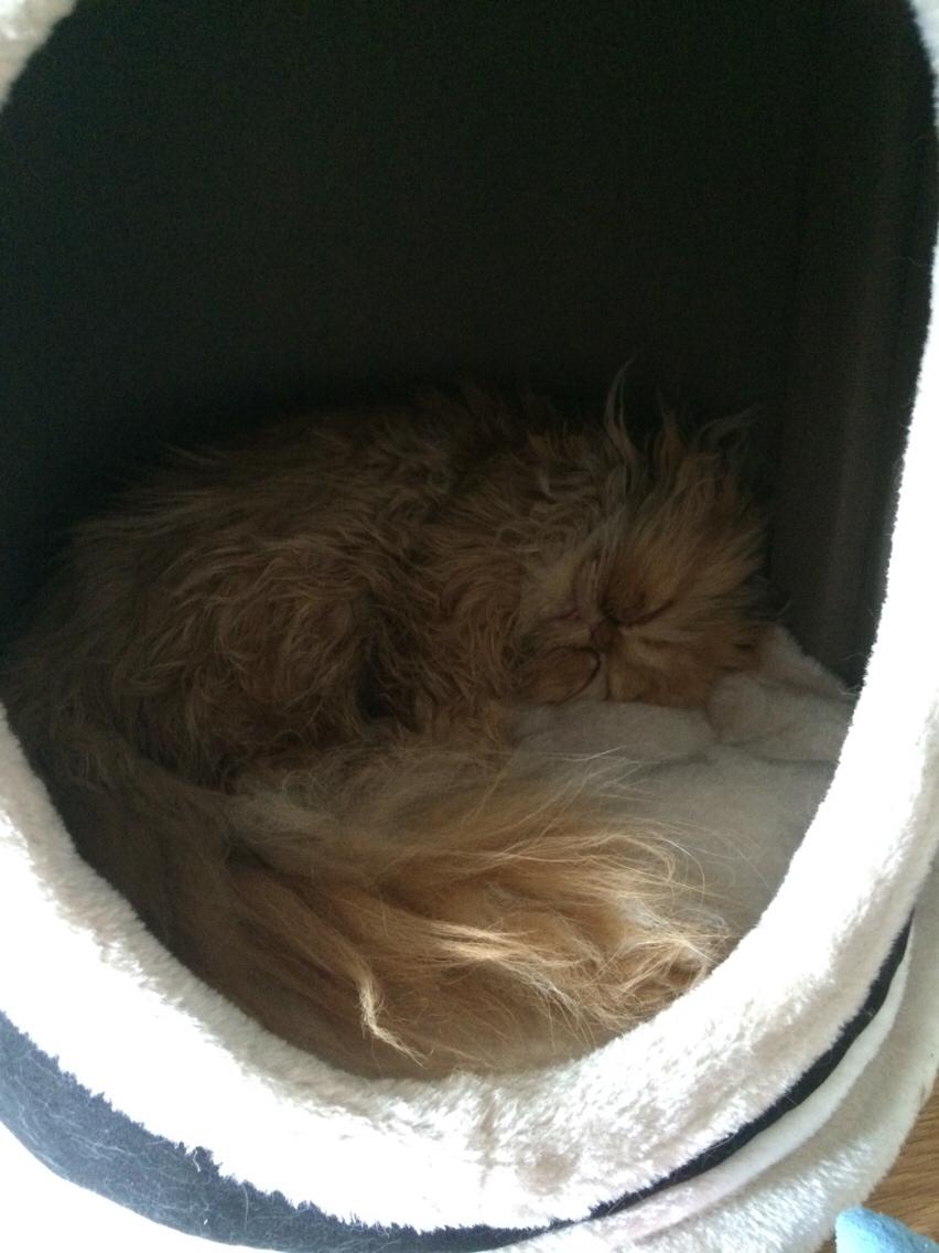 Perser Buddha No. 1 billede 27