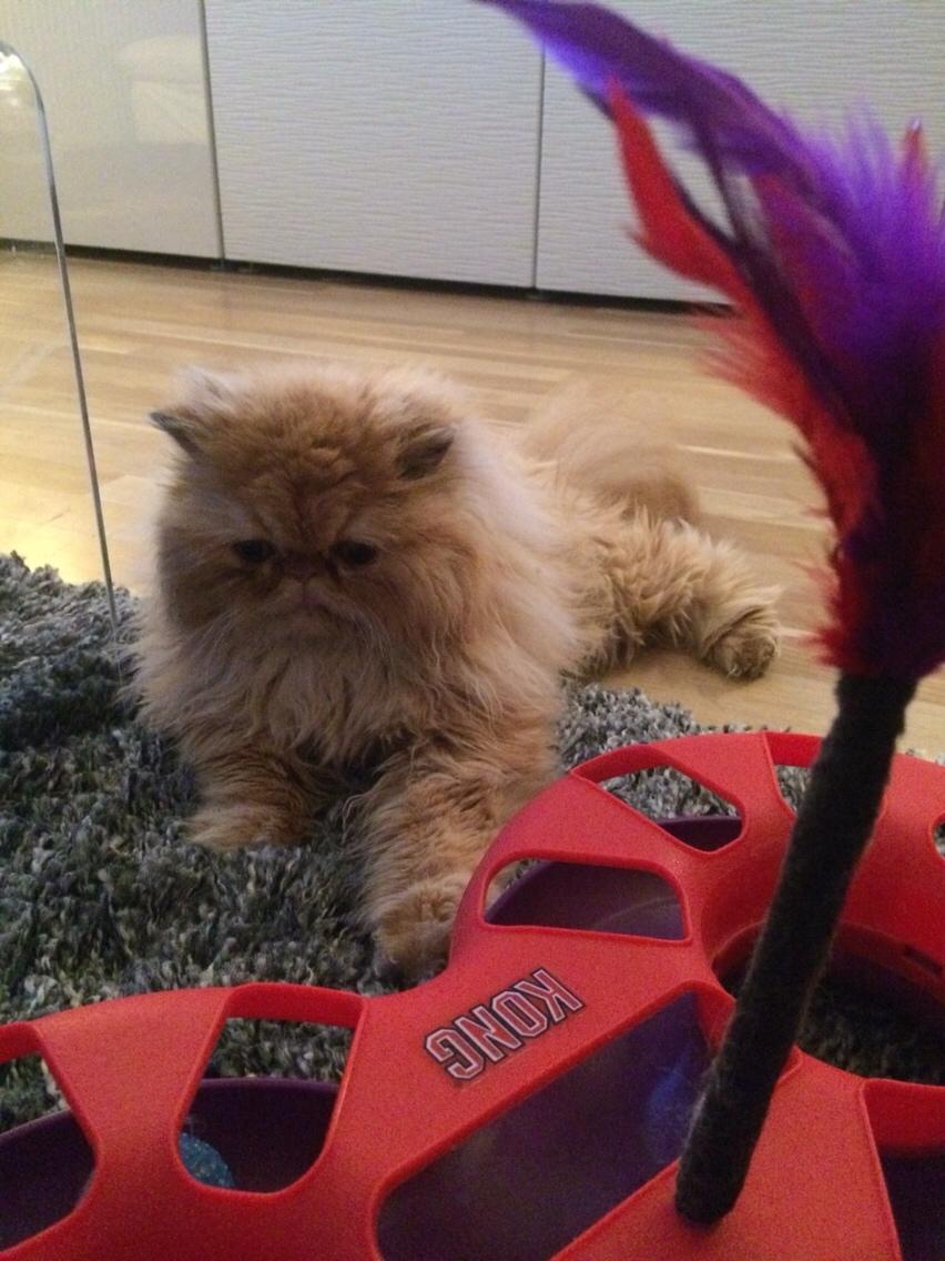 Perser Buddha No. 1 billede 26