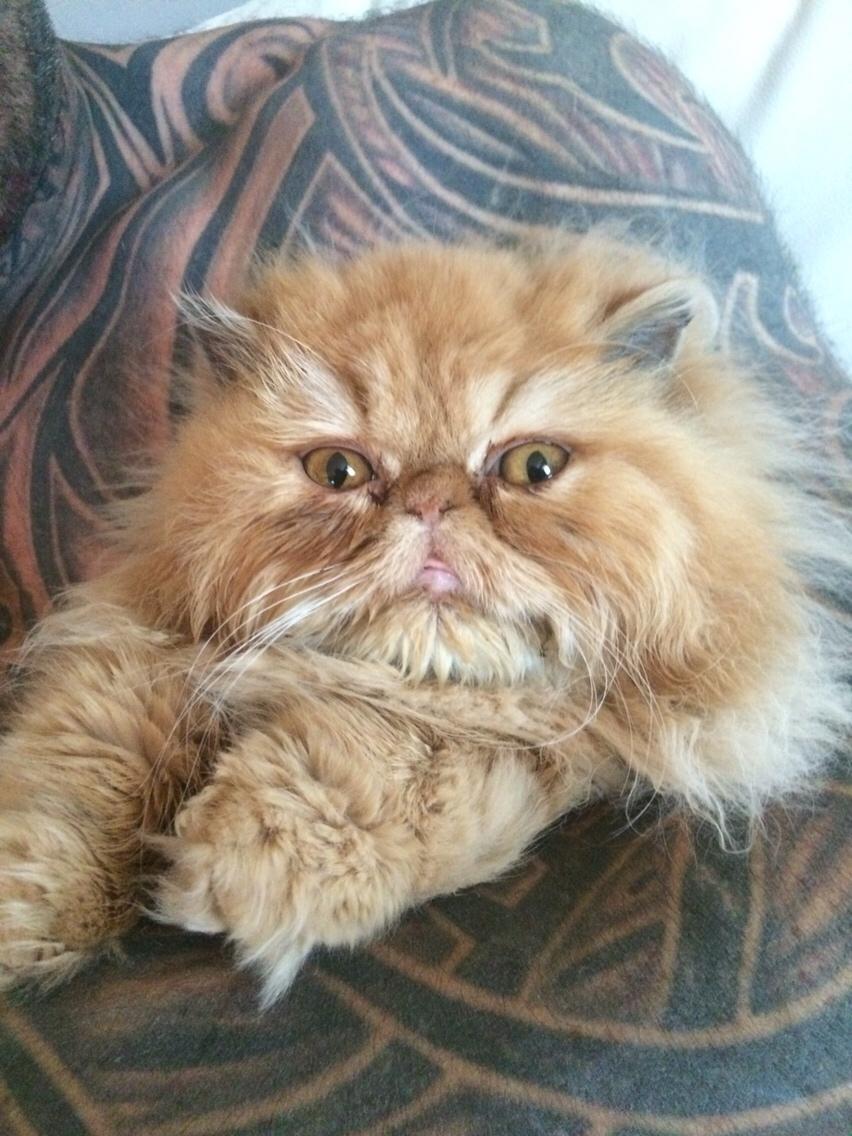 Perser Buddha No. 1 billede 28