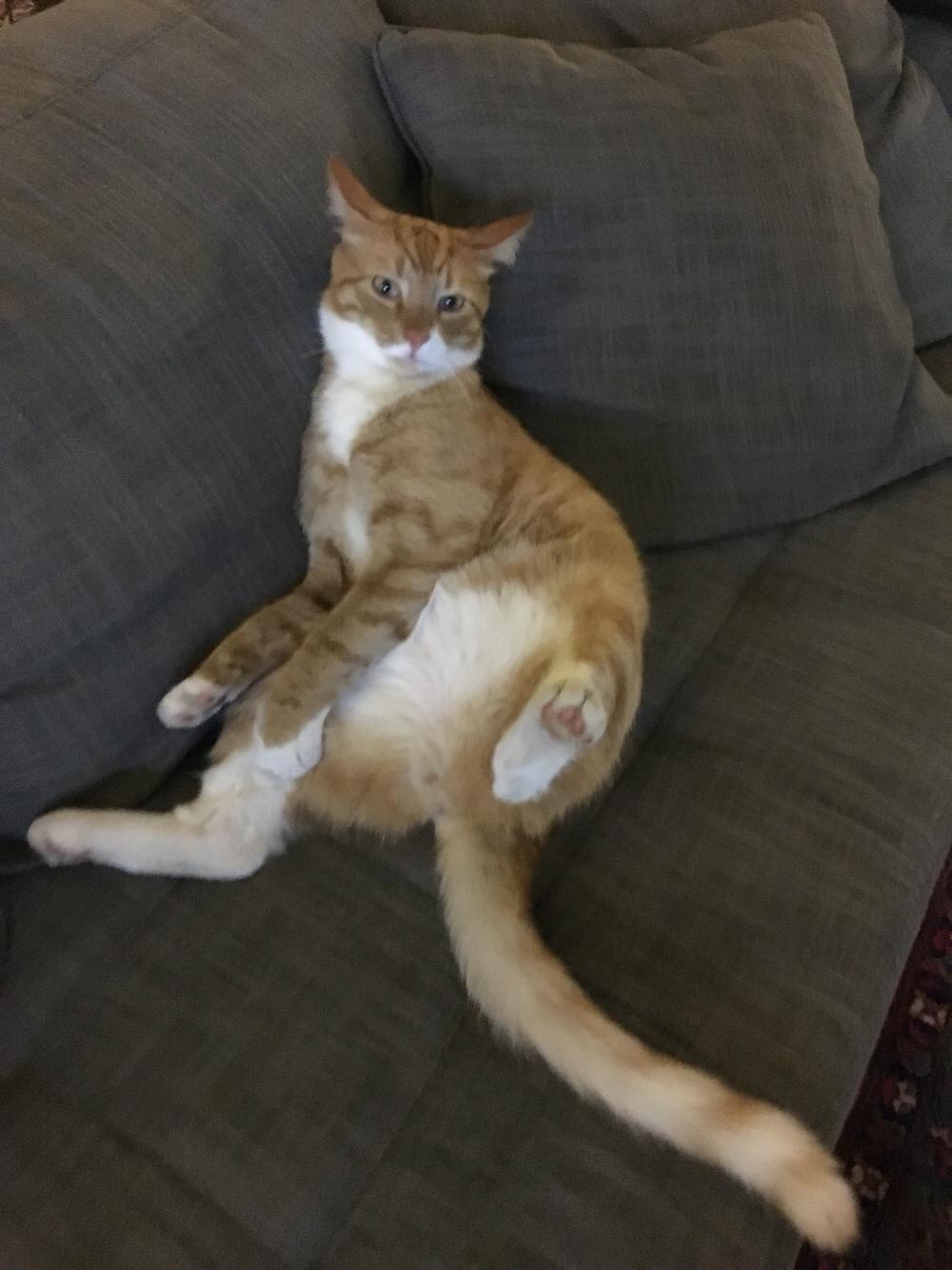 Huskat Bif billede 27