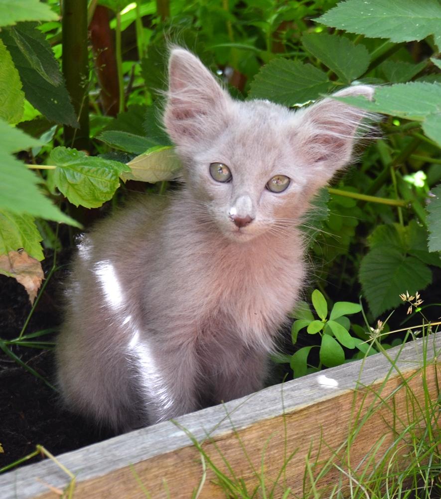 Orientalsk Langhåret DK Kamyne Daisy Duck billede 8