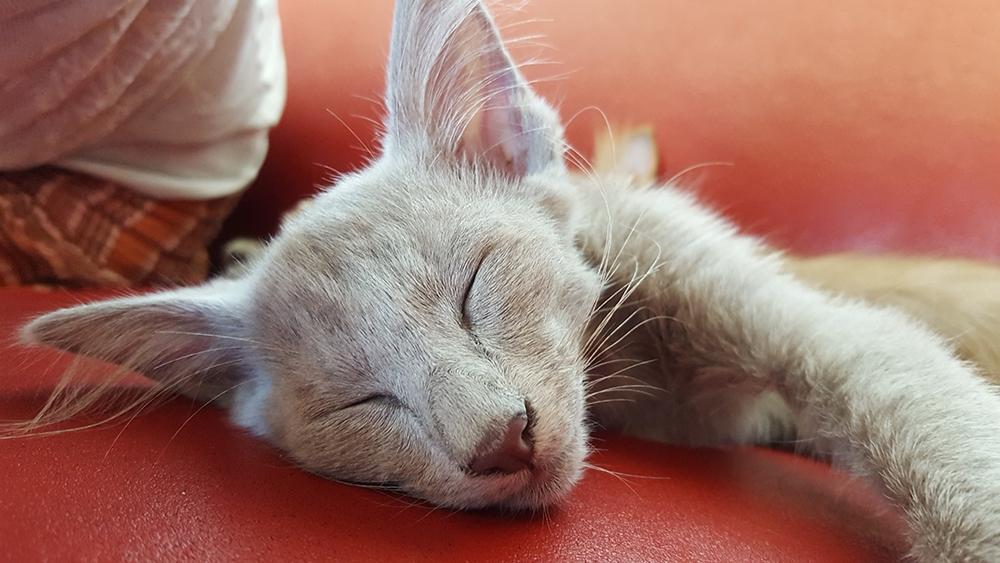 Orientalsk Langhåret DK Kamyne Daisy Duck billede 7