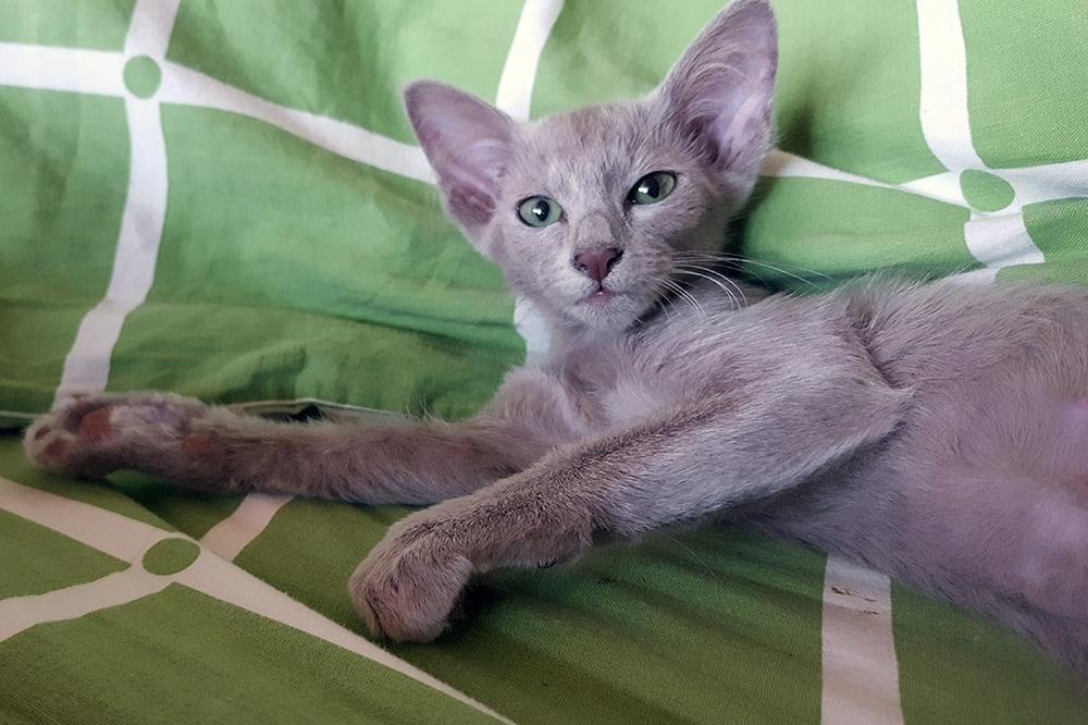 Orientalsk Langhåret DK Kamyne Daisy Duck billede 6