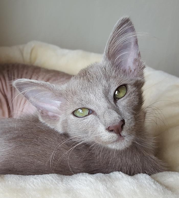 Orientalsk Langhåret DK Kamyne Daisy Duck billede 5