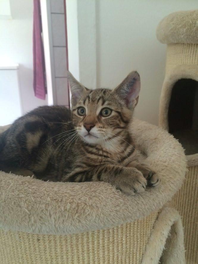 Huskat Mr. Tomiss billede 37