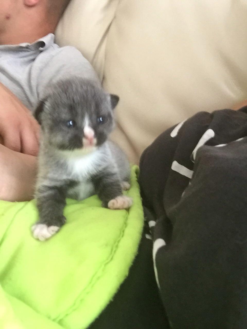 Blanding af racer Blob billede 2