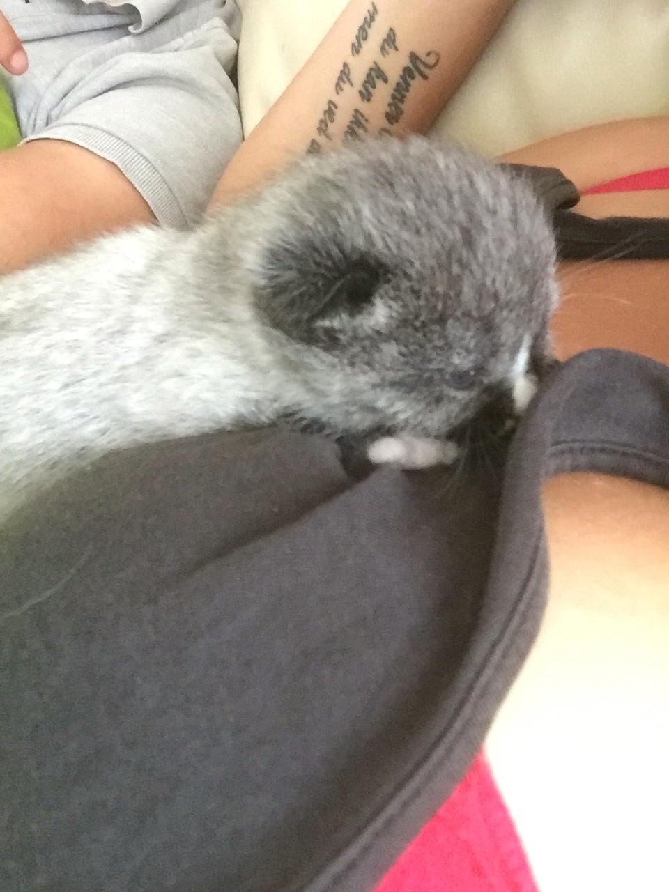 Blanding af racer Blob billede 3