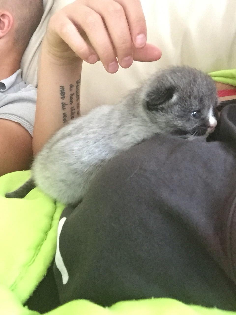 Blanding af racer Blob billede 4