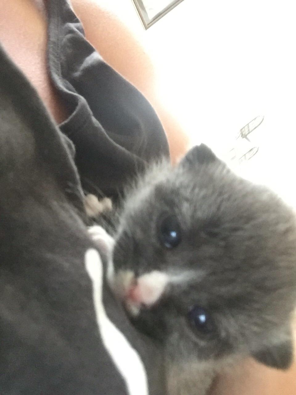 Blanding af racer Blob billede 6