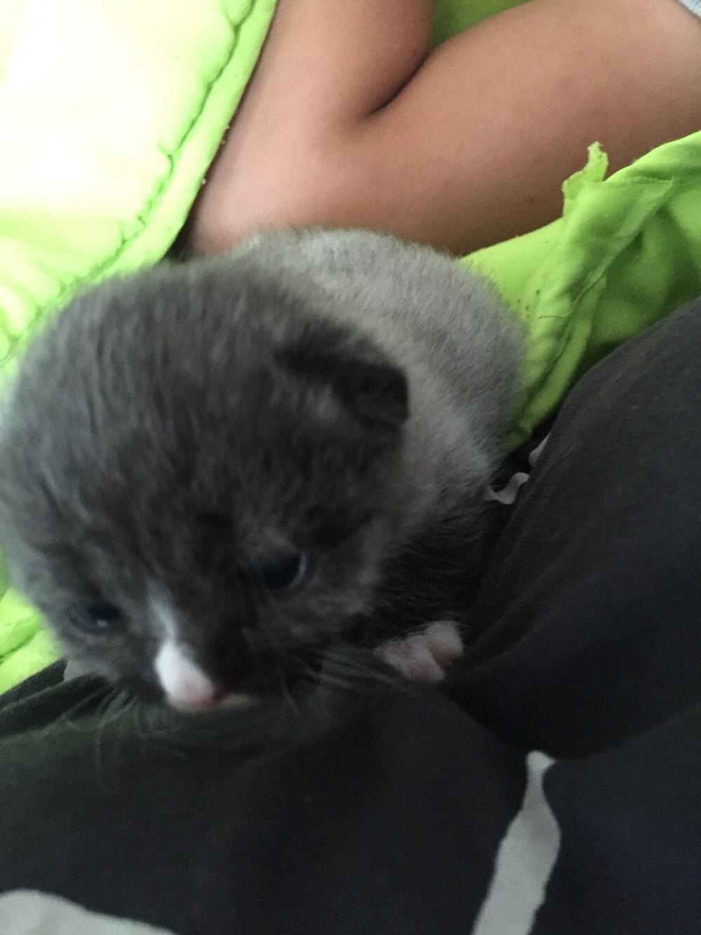 Blanding af racer Blob billede 5