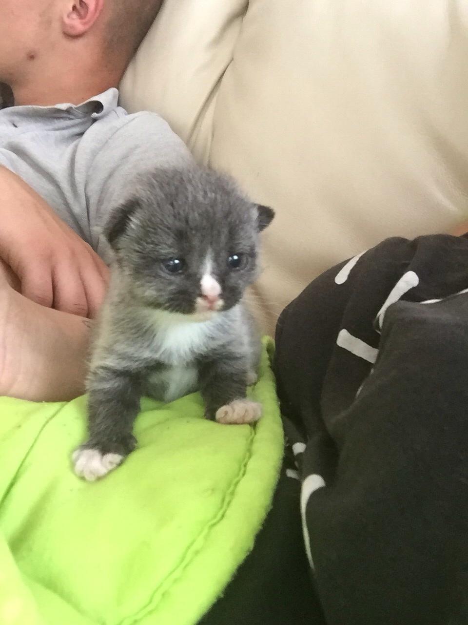 Blanding af racer Blob billede 8