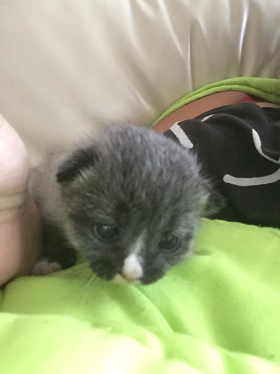 Blanding af racer Blob billede 7