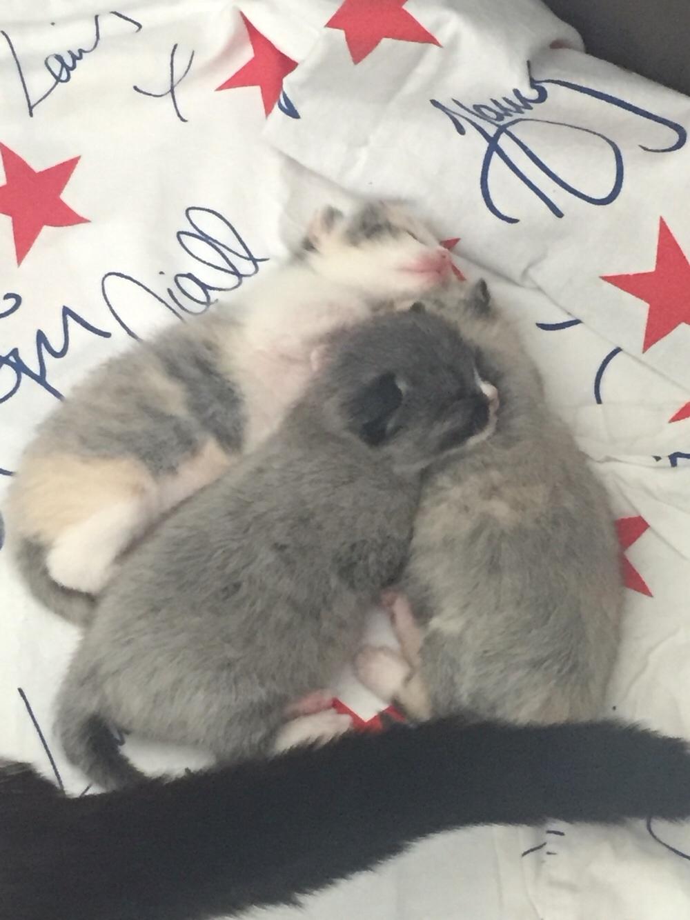 Blanding af racer Blob billede 9