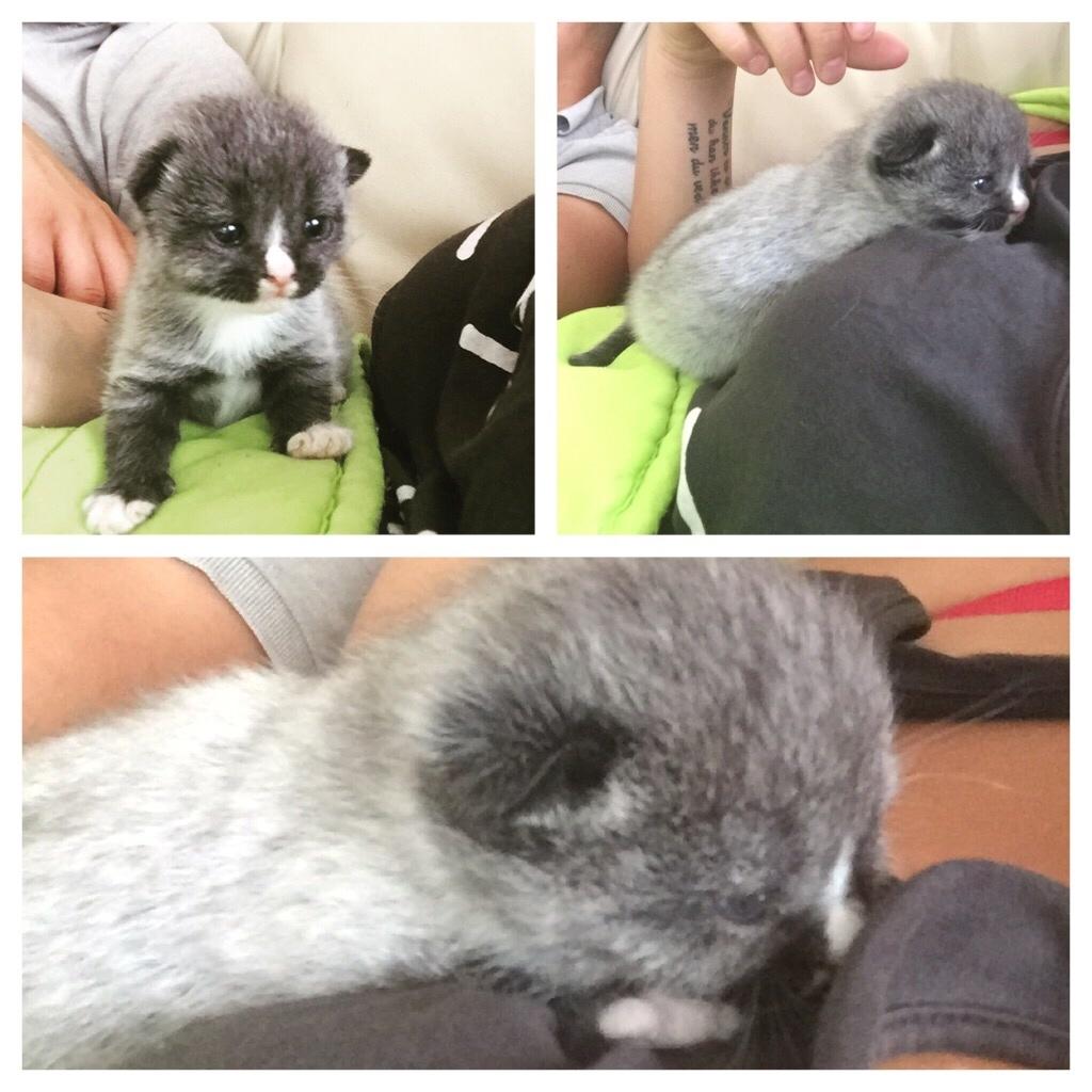 Blanding af racer Blob billede 10