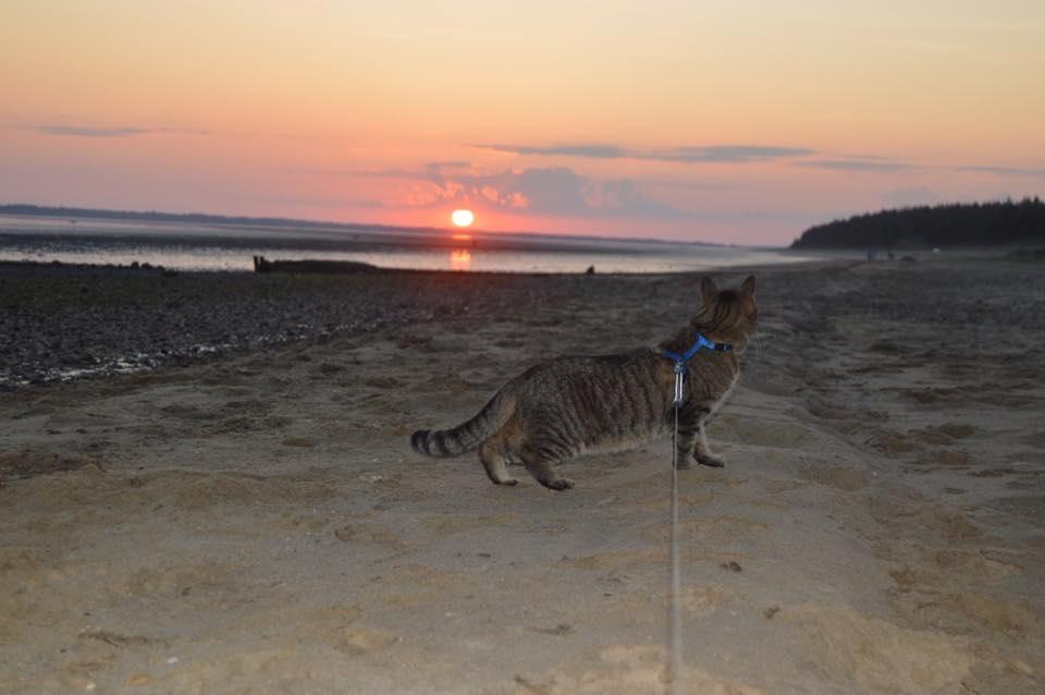 Huskat Ludvig the bulldog billede 28