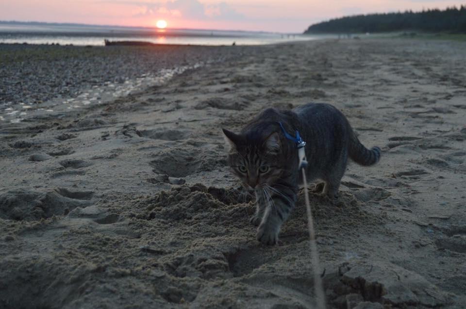 Huskat Ludvig the bulldog billede 27