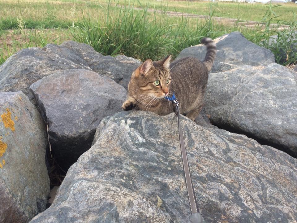 Huskat Ludvig the bulldog billede 26