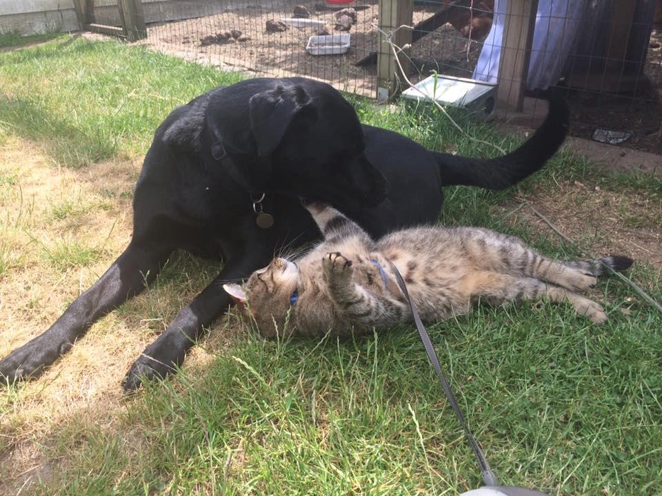 Huskat Ludvig the bulldog billede 21