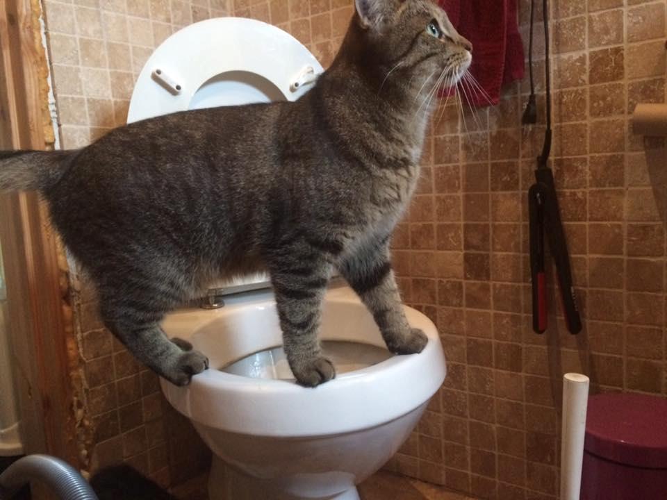 Huskat Ludvig the bulldog billede 29