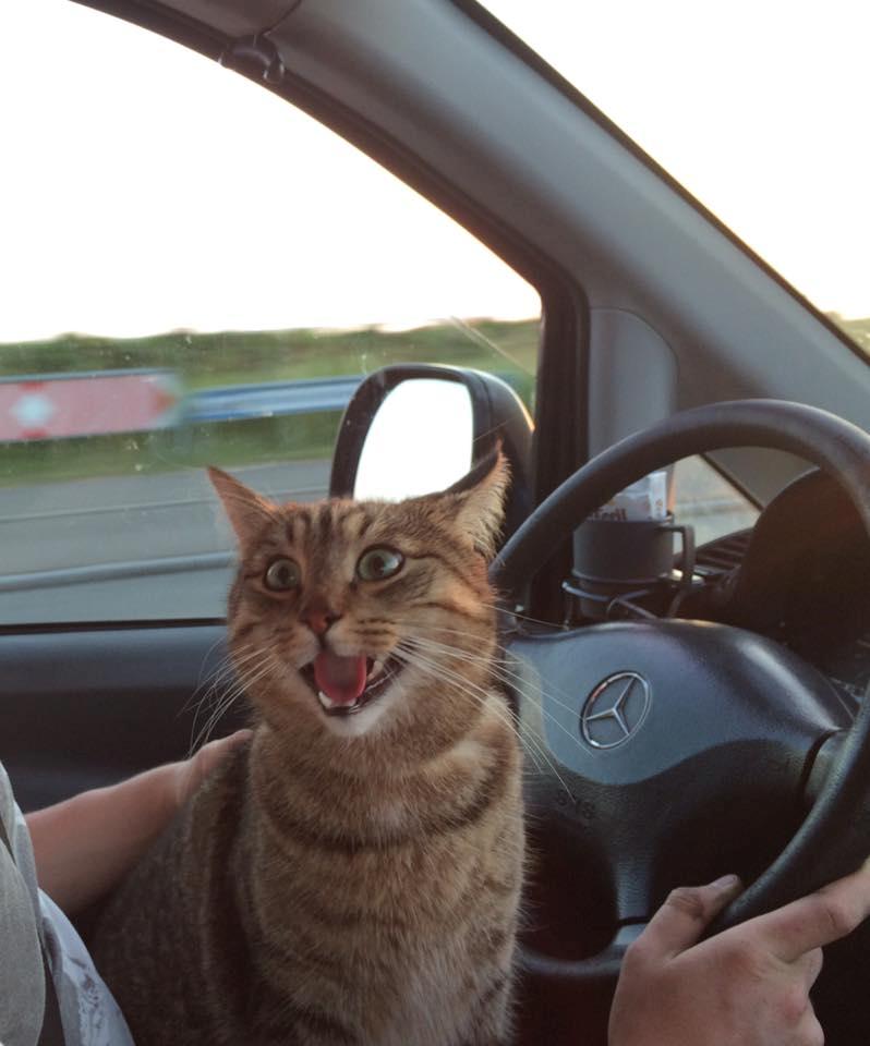 Huskat Ludvig the bulldog billede 31