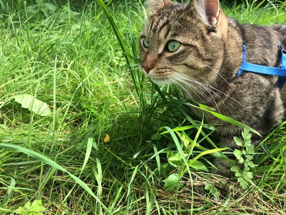 Huskat Ludvig the bulldog billede 23