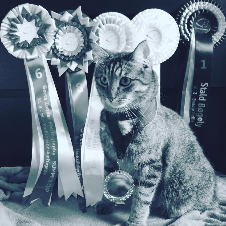 Huskat Ludvig the bulldog billede 16