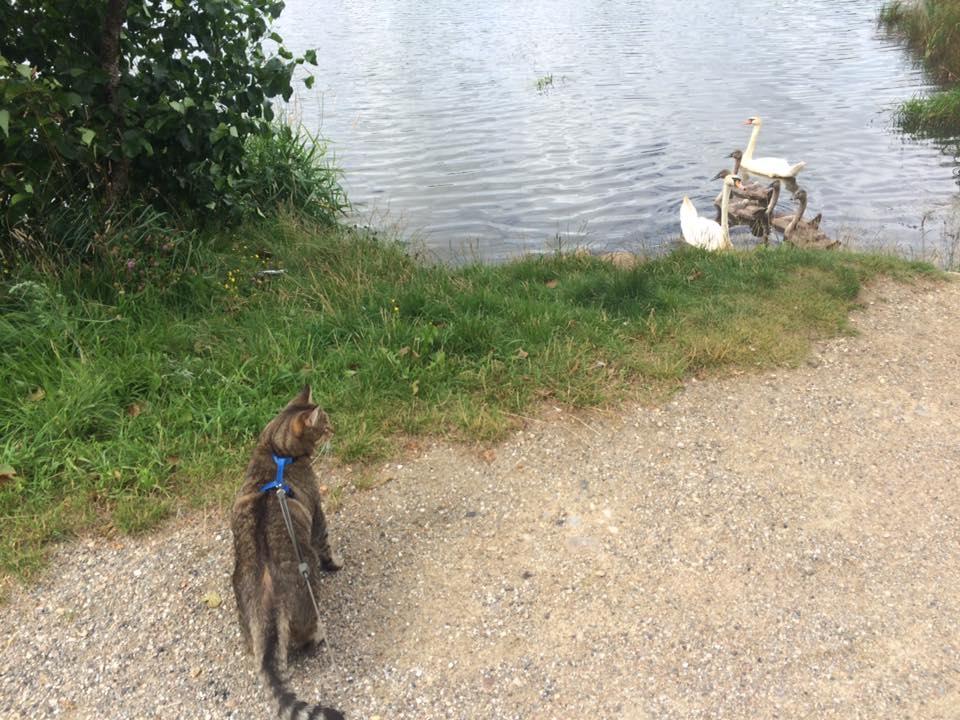 Huskat Ludvig the bulldog billede 18