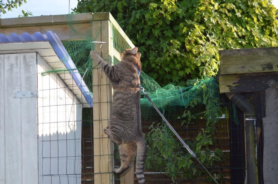 Huskat Ludvig the bulldog billede 39