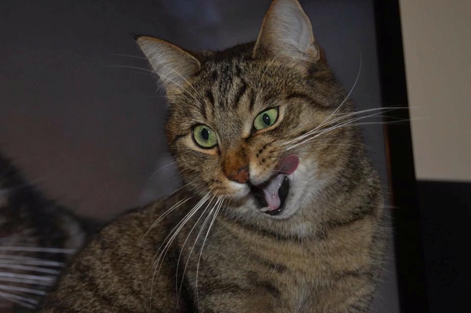 Huskat Ludvig the bulldog billede 42