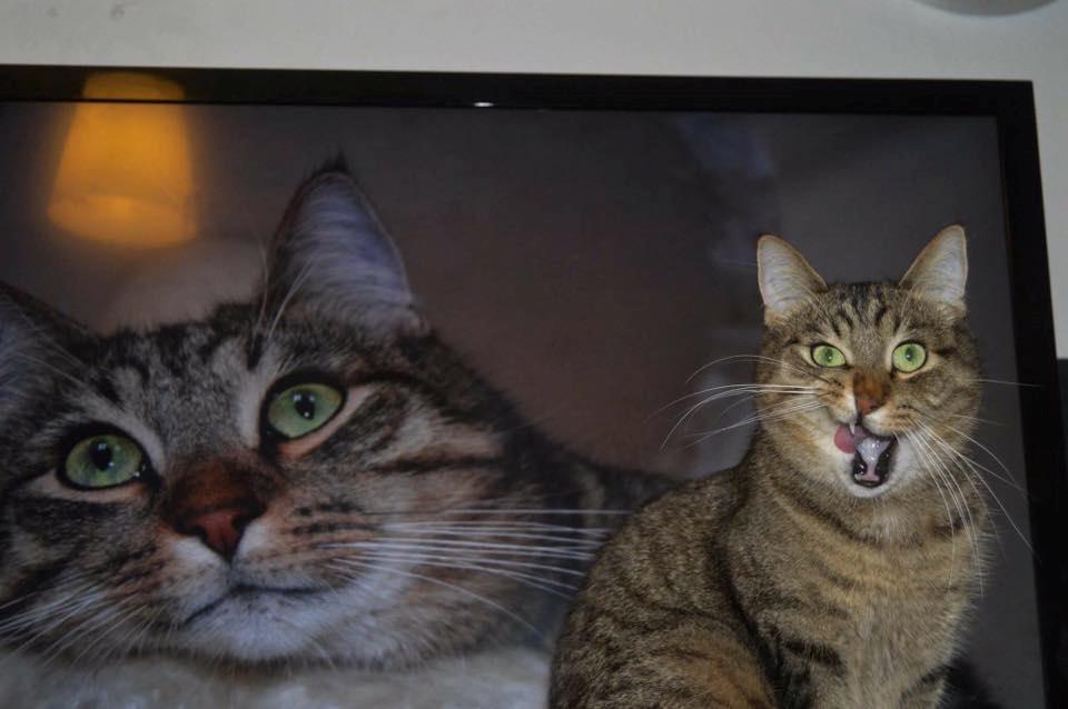 Huskat Ludvig the bulldog billede 40