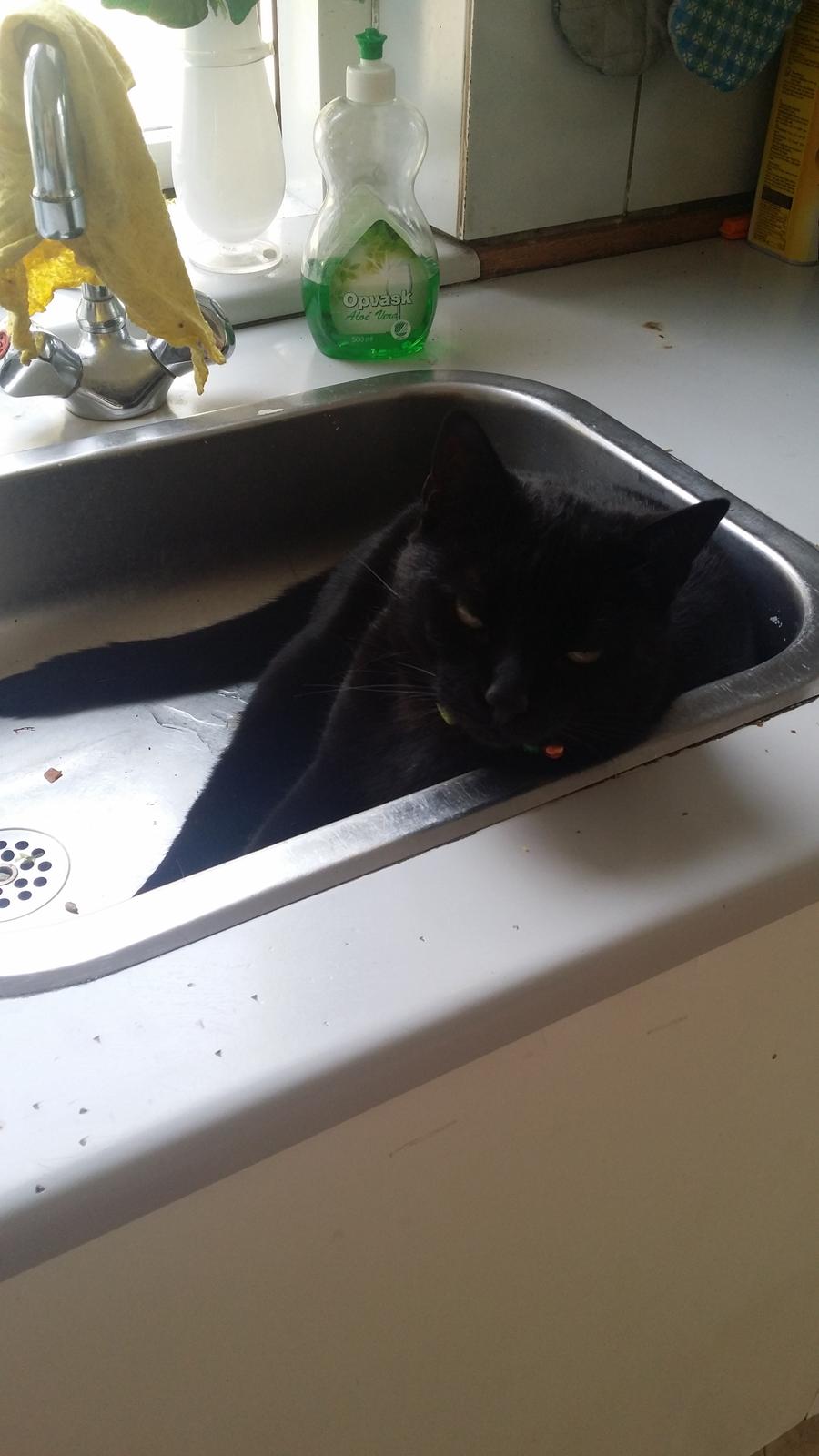 Huskat black jack ( hr jacks) billede 23