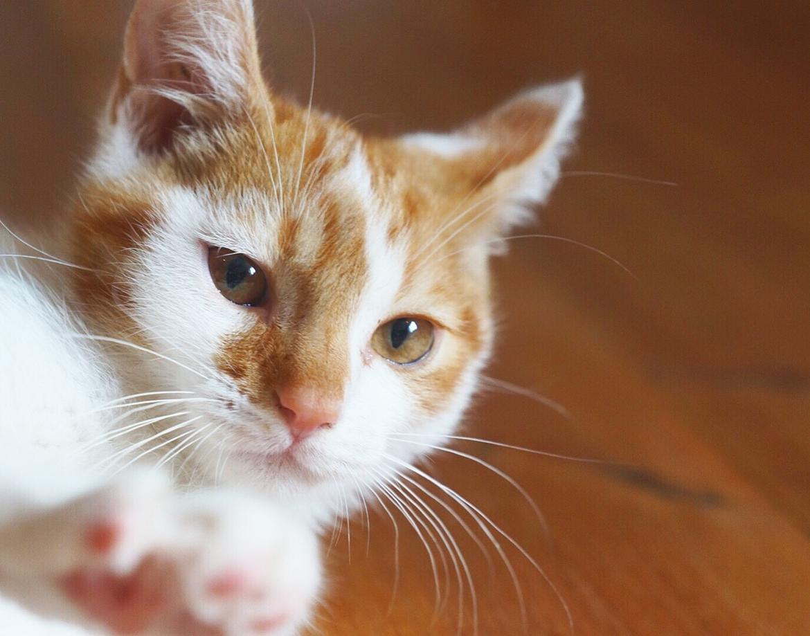 Huskat Max billede 1