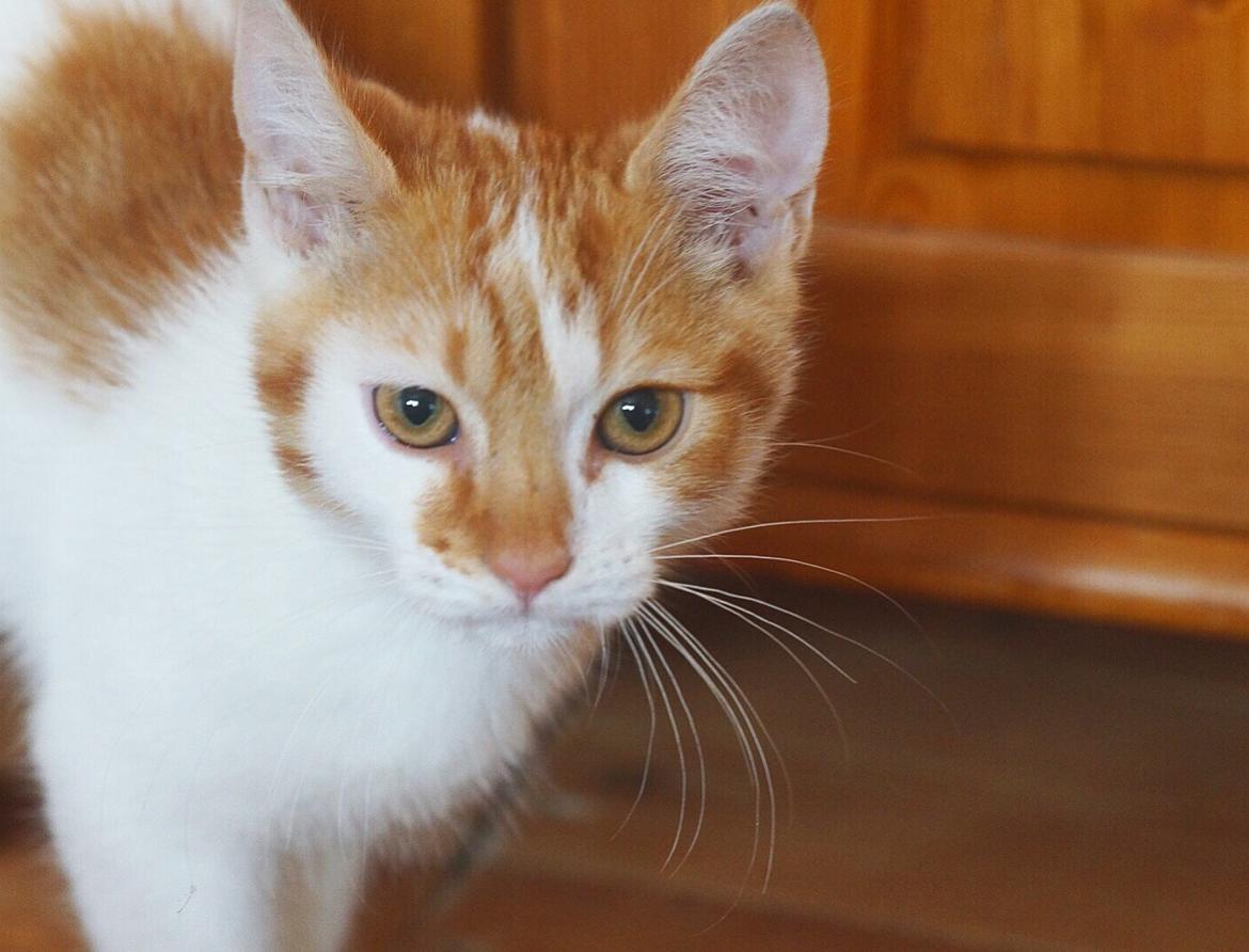 Huskat Max billede 2