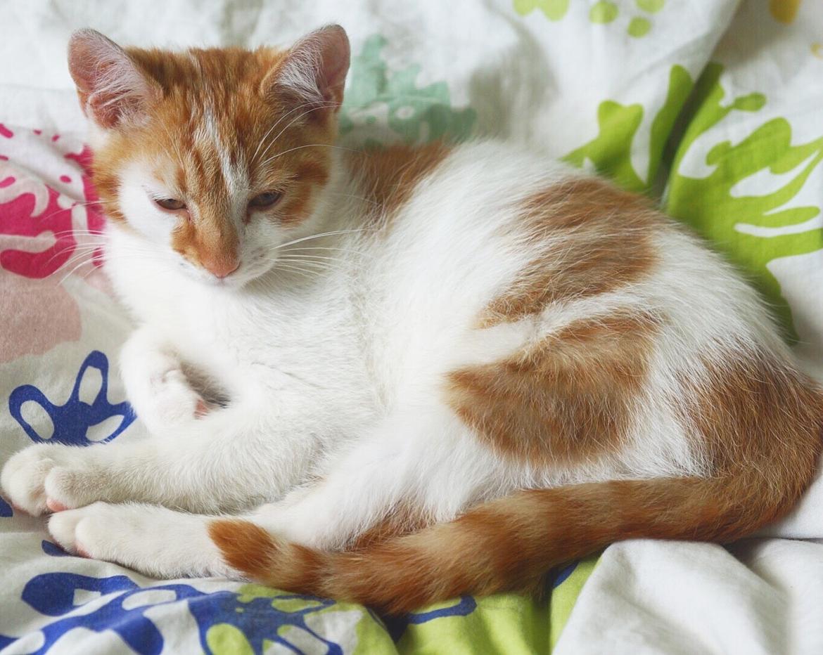 Huskat Max billede 4