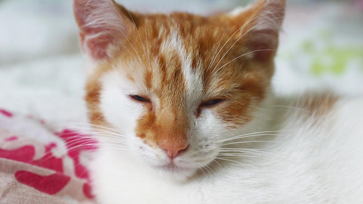 Huskat Max billede 3